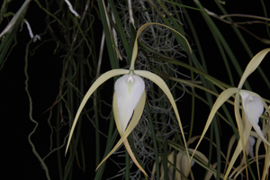 B. Geoge Tyler Diamond Orchids AM 82 pts.